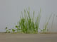 foto La Libert� P1000813, parkeergarage, ook ondergronds een ecologische tuin? augustus 2011